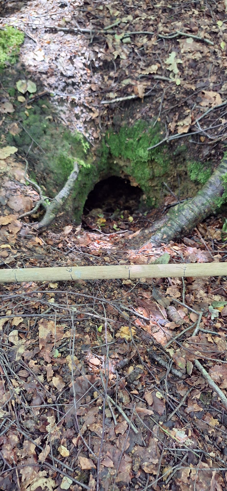 Badger rescue, surveying and sett closure