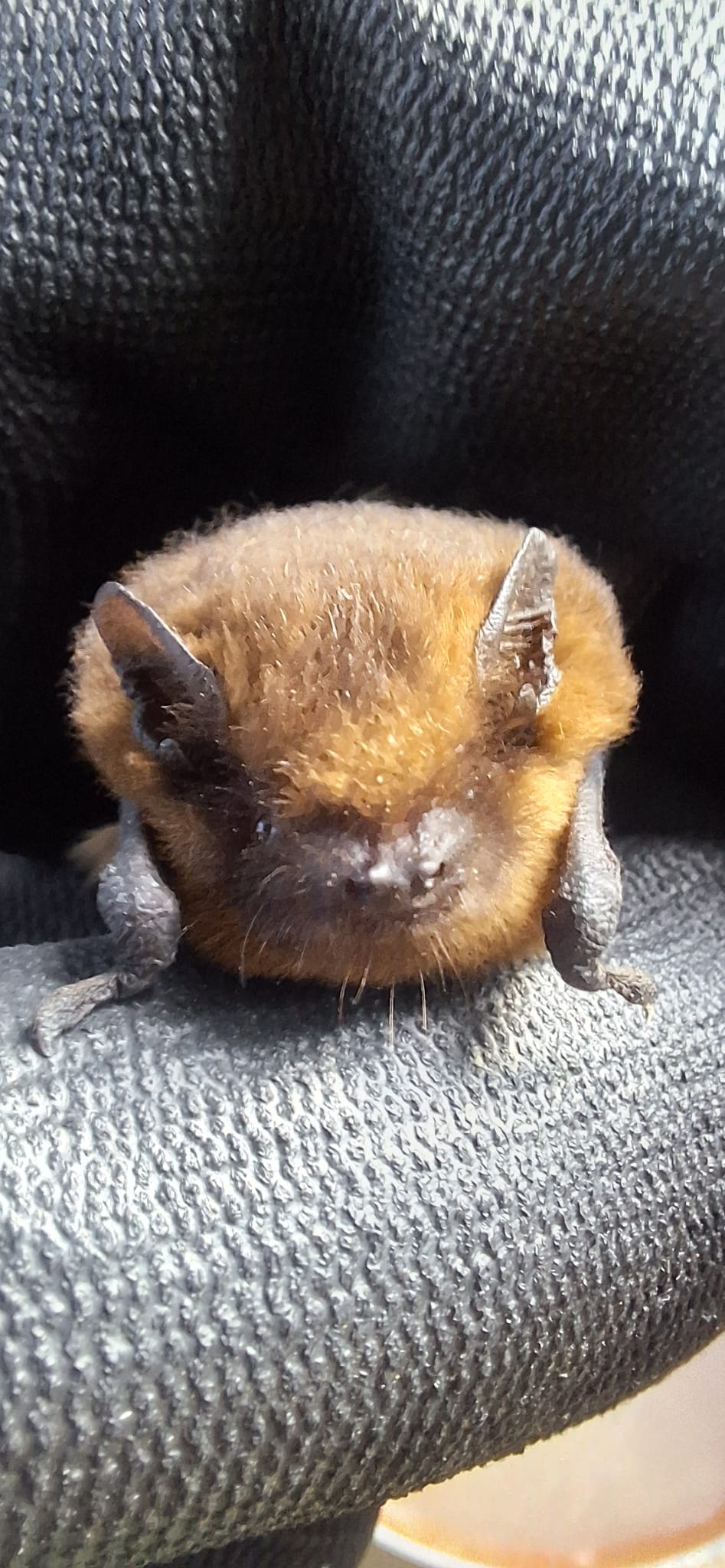 Bat surveys