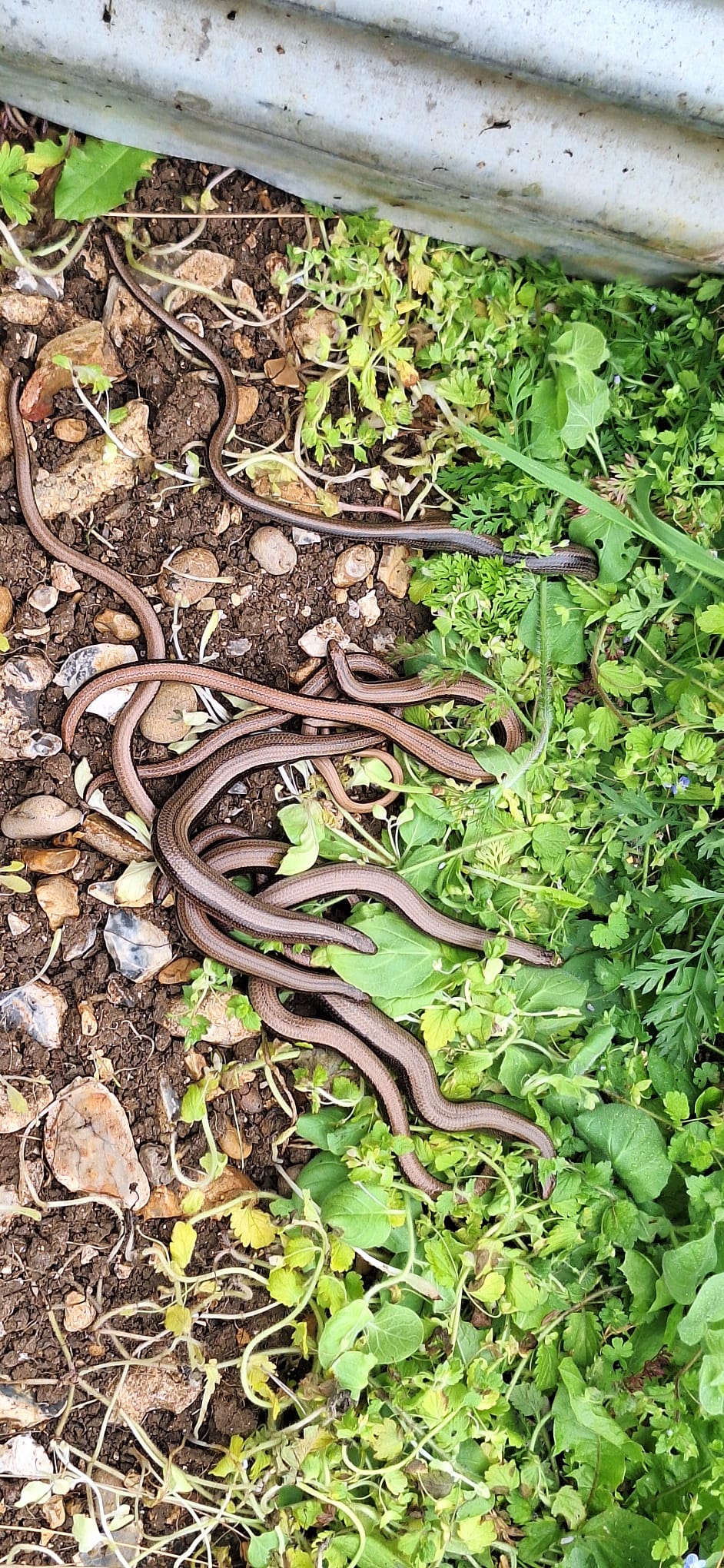 Reptile surveys, translocating and monitoring