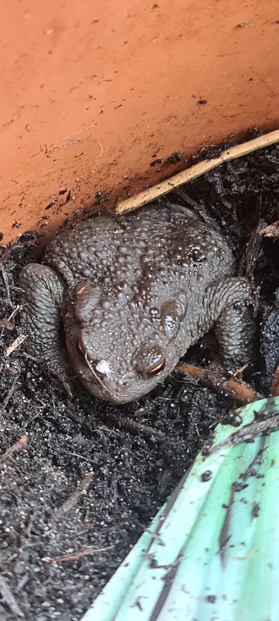 Great crested newt and amphibian surveys 